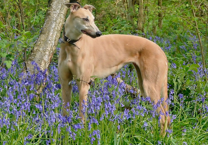 Whilst Gracie is still an anxious dog, she has made incredible progress and if we are completely honest, more progress than we thought she could make. Gracie