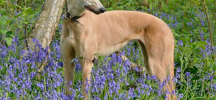 Whilst Gracie is still an anxious dog, she has made incredible progress and if we are completely honest, more progress than we thought she could make. Gracie