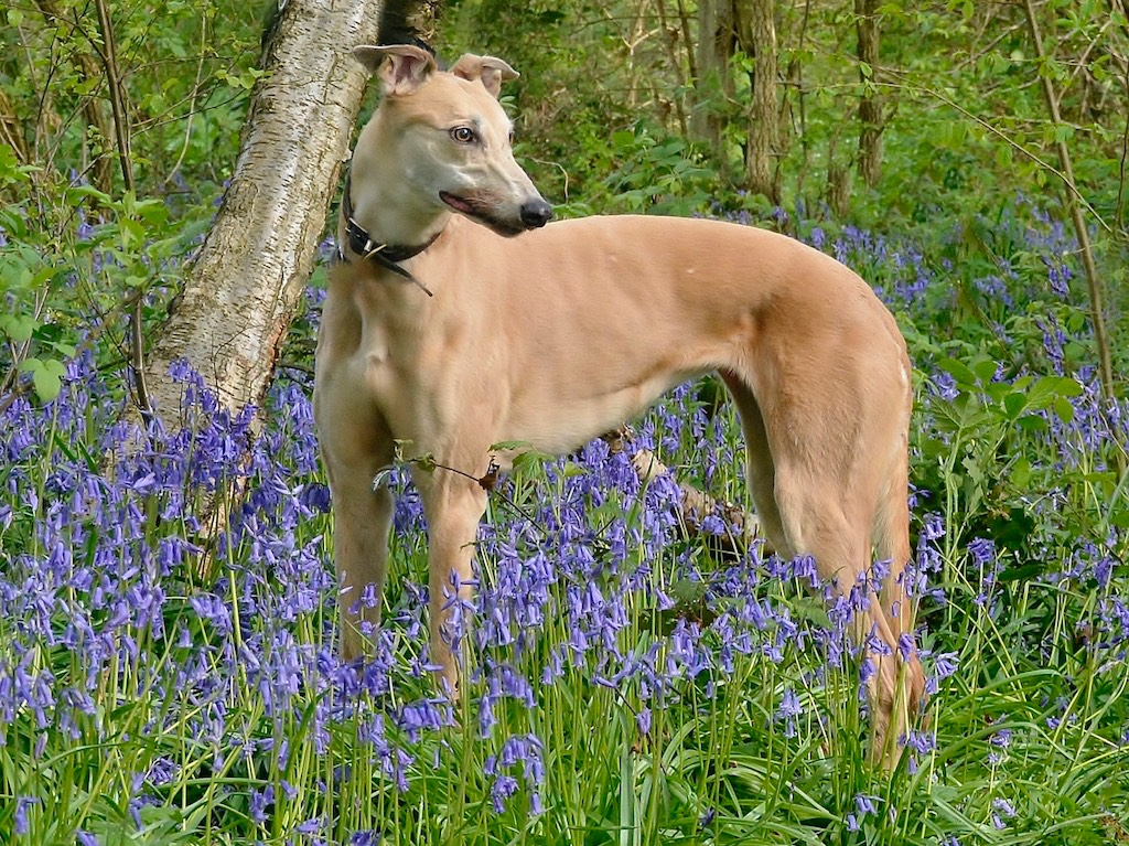 Gracie the dog