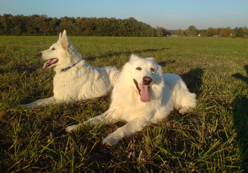 I cannot recommend Second Nature enough. Zoe gives my both my dogs so much care and attention. Luke, Harry and Trixy
