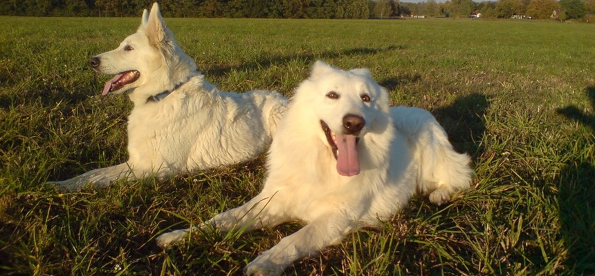 I cannot recommend Second Nature enough. Zoe gives my both my dogs so much care and attention. Luke, Harry and Trixy