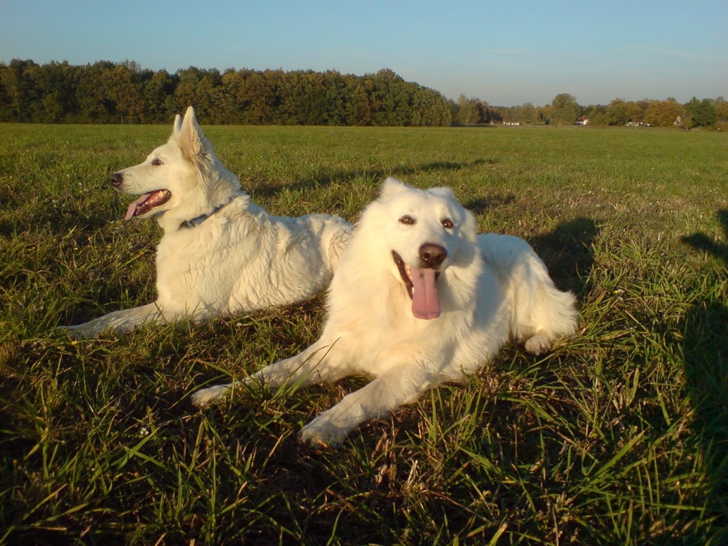 Luke and Harry the dogs