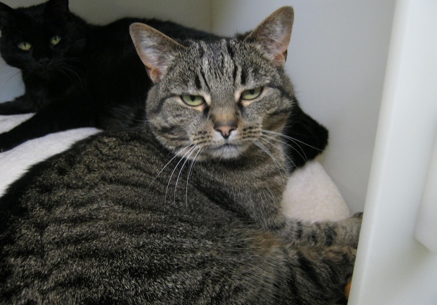 Really thorough process - we felt you really took the time to understand us and the cats. We saw almost instant improvements with some of the strategies suggested. Harry & Phantom