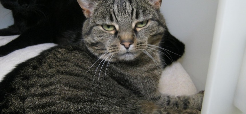 Really thorough process - we felt you really took the time to understand us and the cats. We saw almost instant improvements with some of the strategies suggested. Harry & Phantom