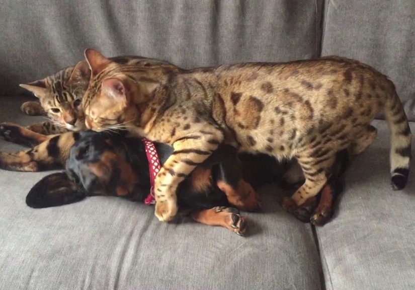 Zoe’s expertise and advice has been invaluable in helping our dog to settle at night due to separation anxiety and overcoming tricky interactions with our two cats. Hettie, Lily & Chester