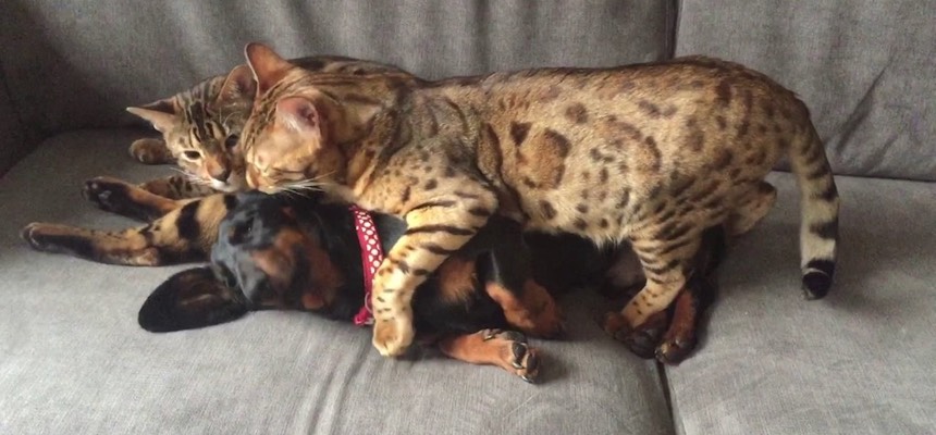 Zoe’s expertise and advice has been invaluable in helping our dog to settle at night due to separation anxiety and overcoming tricky interactions with our two cats. Hettie, Lily & Chester