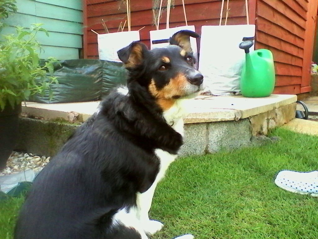 Irene the dog