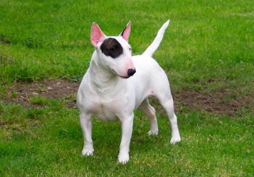 We have put a lot of Zoe's advice into practice and Kizzy has turned into a lovely and very loving dog. Things with her and our older dog, Gyp, are much better and no further incidents. Kizzy, Gyp, Barry & Hilary