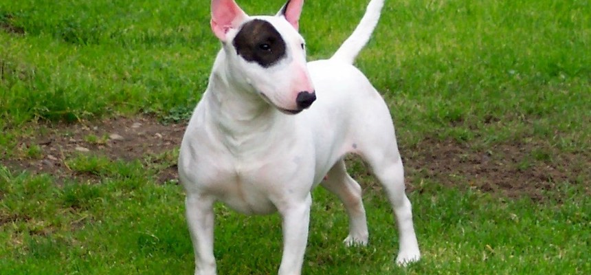 We have put a lot of Zoe's advice into practice and Kizzy has turned into a lovely and very loving dog. Things with her and our older dog, Gyp, are much better and no further incidents. Kizzy, Gyp, Barry & Hilary