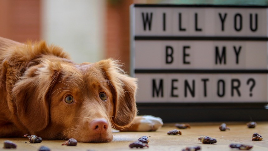 mentor