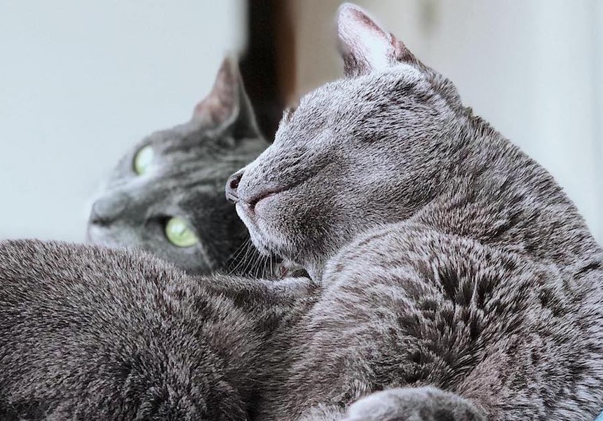 The help you have given us has been so useful with our two cats who weren't getting along. Charlie & Milo