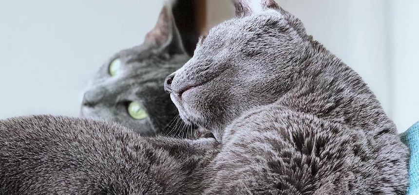 The help you have given us has been so useful with our two cats who weren't getting along. Charlie & Milo