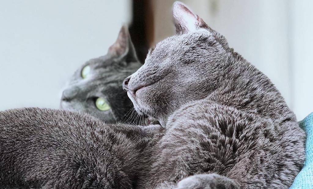 Charlie and Milo the cats