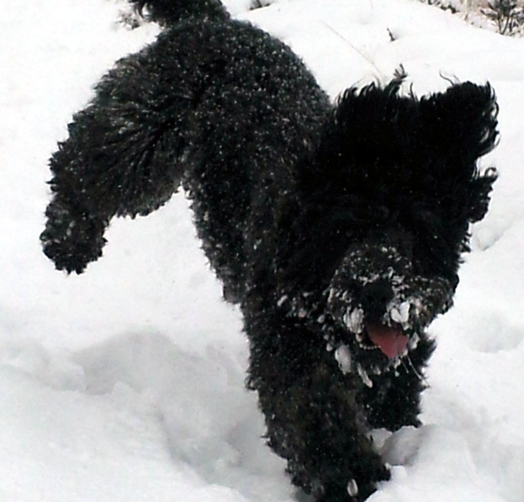 Murphy the dog
