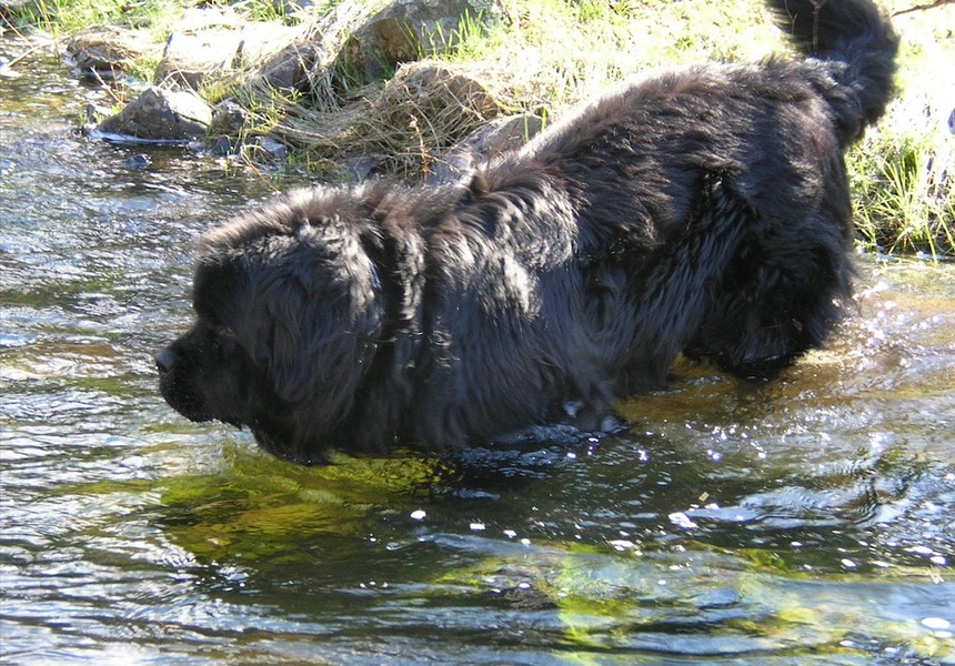 If you're looking for someone to sort out your pet's behaviour, that you know it's weird and don't have a clue why they're acting like they are, then contact Second Nature. Nala