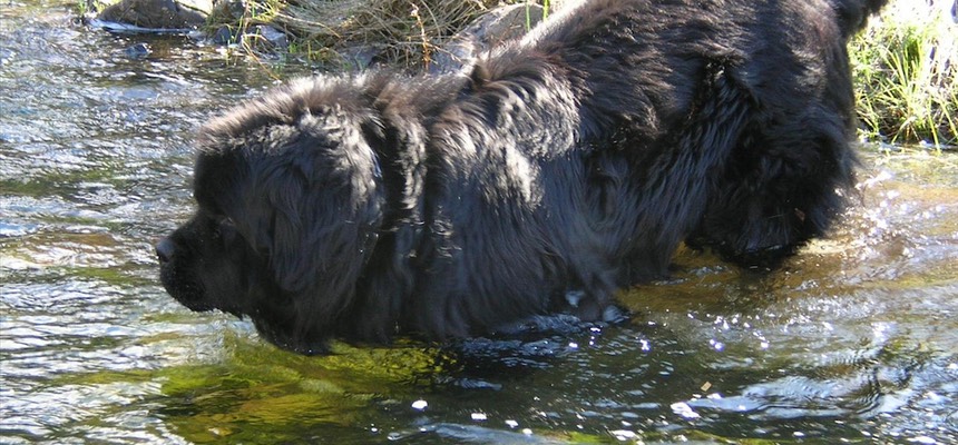 If you're looking for someone to sort out your pet's behaviour, that you know it's weird and don't have a clue why they're acting like they are, then contact Second Nature. Nala