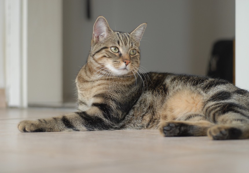 Zoe is fantastic and spotted solutions with our cat Otis straightaway. Otis, Grace & Dom