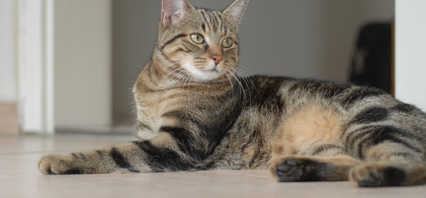 Zoe is fantastic and spotted solutions with our cat Otis straightaway. Otis, Grace & Dom