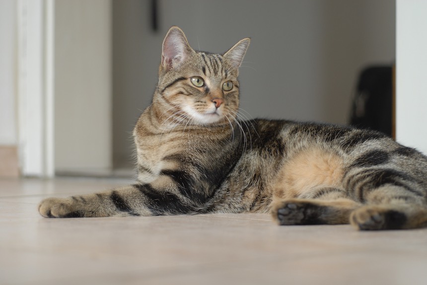 otis2