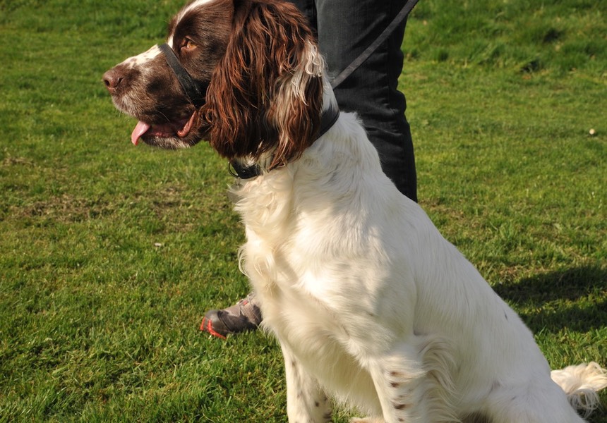 I would happily recommend you to any owner with a dog-reactive dog. Your set-up with stooge dogs is excellent. I was very pleased to find you. Ozzy & Bev