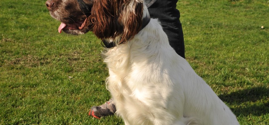 I would happily recommend you to any owner with a dog-reactive dog. Your set-up with stooge dogs is excellent. I was very pleased to find you. Ozzy & Bev