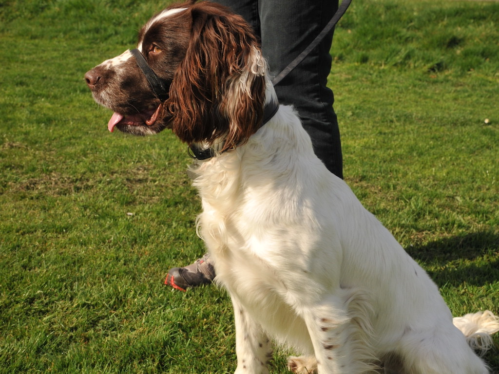 Ozzy the dog