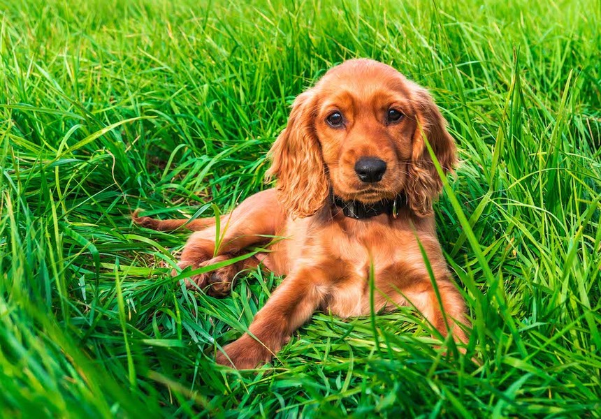 Pebbles is just wonderful! Thank you ever so much for your help and support - we couldn't believe the improvements with her after just one week. Pebbles & family