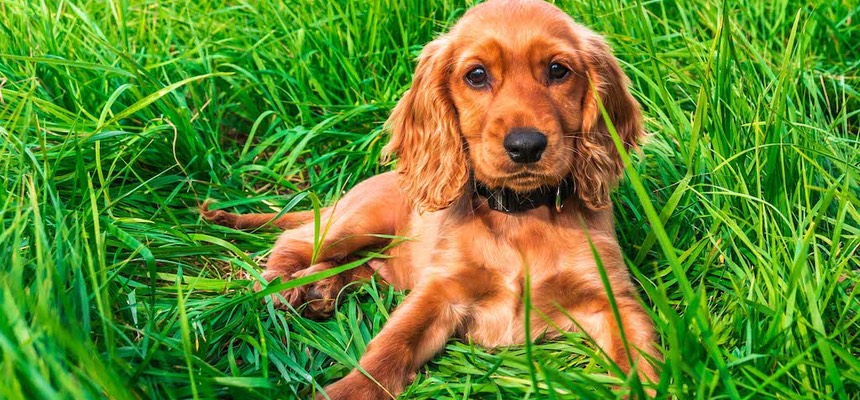 Pebbles is just wonderful! Thank you ever so much for your help and support - we couldn't believe the improvements with her after just one week. Pebbles & family