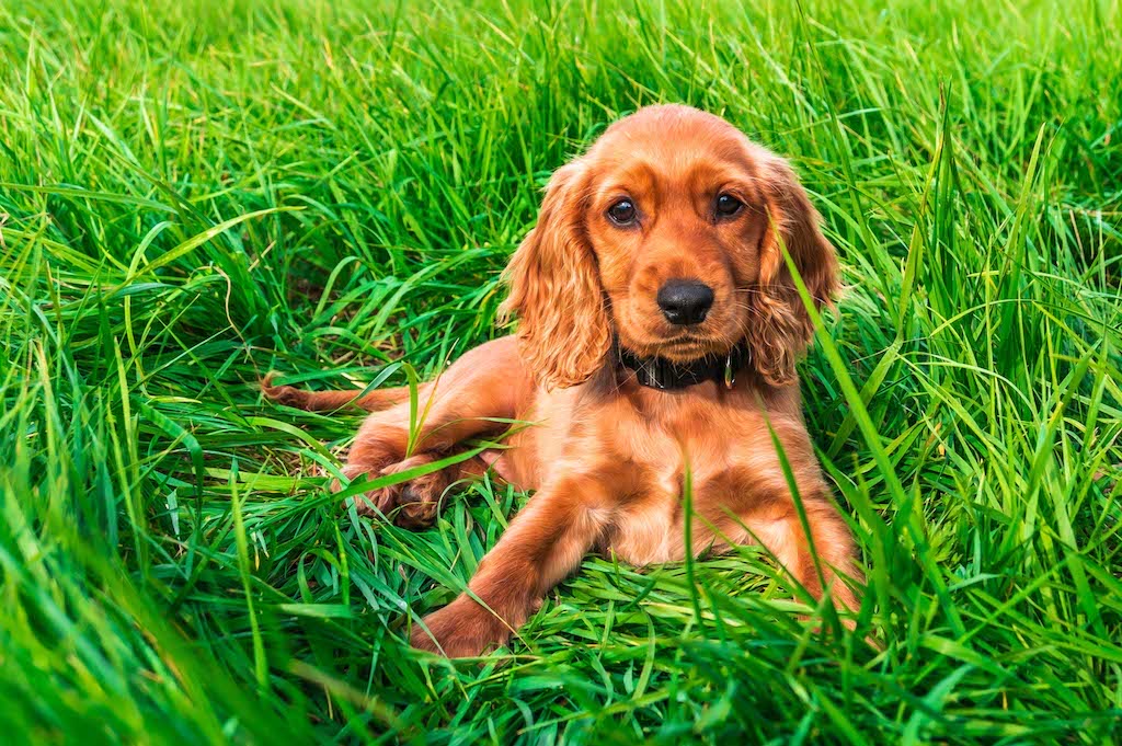 Pebbles the dog