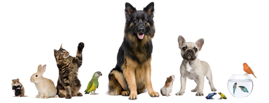 A range of pet species