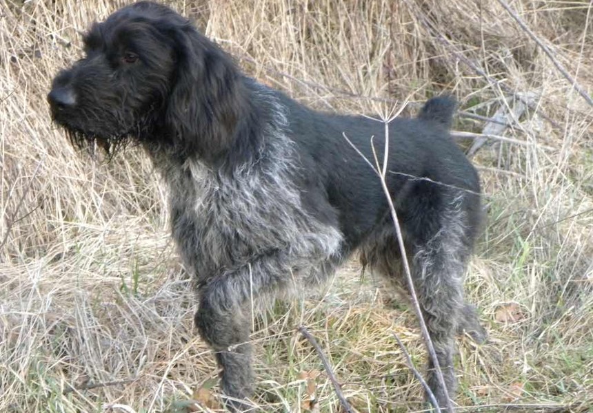 I must say the advice you gave me was excellent. I would without hesitation recommend you to anybody with a problem dog. Riley & Paul