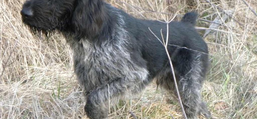 I must say the advice you gave me was excellent. I would without hesitation recommend you to anybody with a problem dog. Riley & Paul