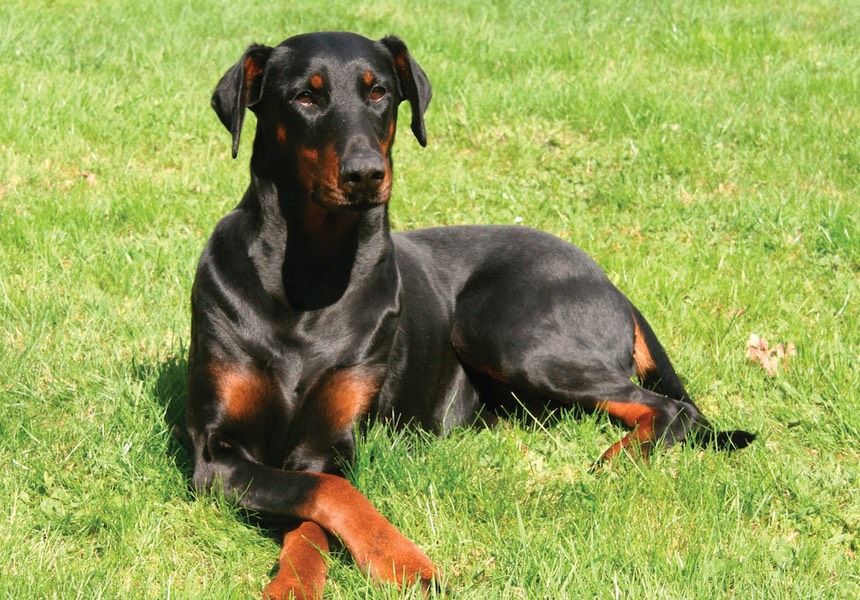 Zoe is a real dog lover who understands that life has to go on around the training. I have learned and am still learning so much from her to help me help my dog. Skye & Lynette