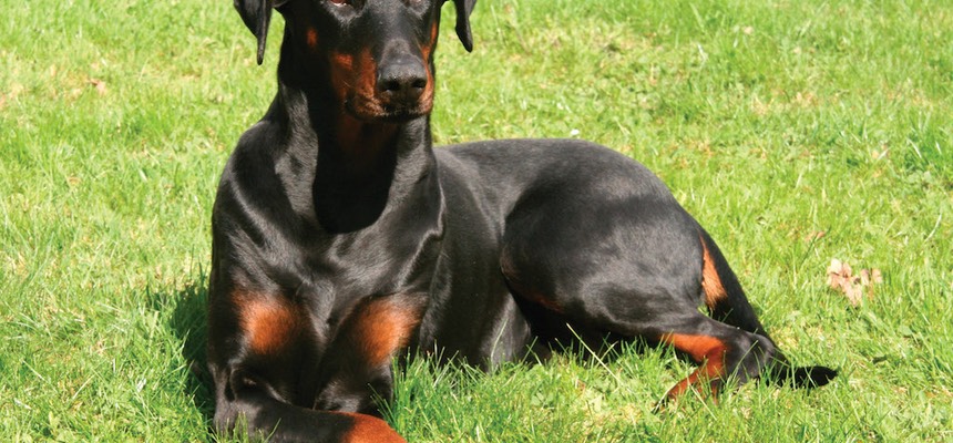 Zoe is a real dog lover who understands that life has to go on around the training. I have learned and am still learning so much from her to help me help my dog. Skye & Lynette