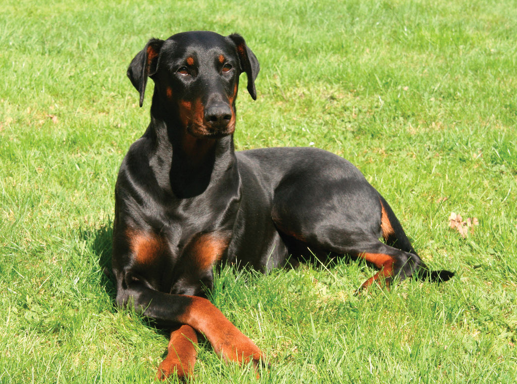 Skye the dog