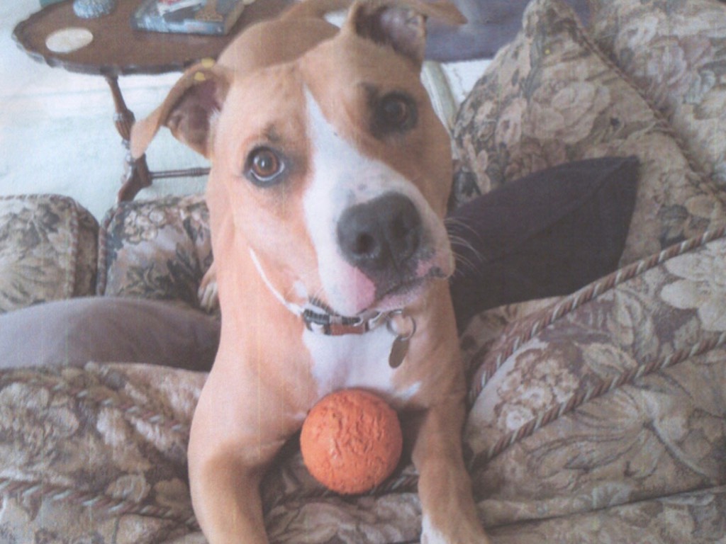 Sophie the dog