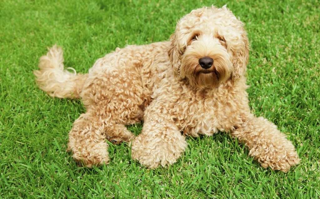 Ted the dog